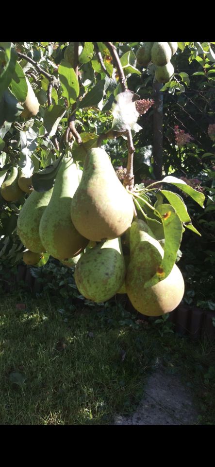 Działka rod Olsztyn Pieczewo, ul. Wisławy Szymborskiej. Zdjęcie 18