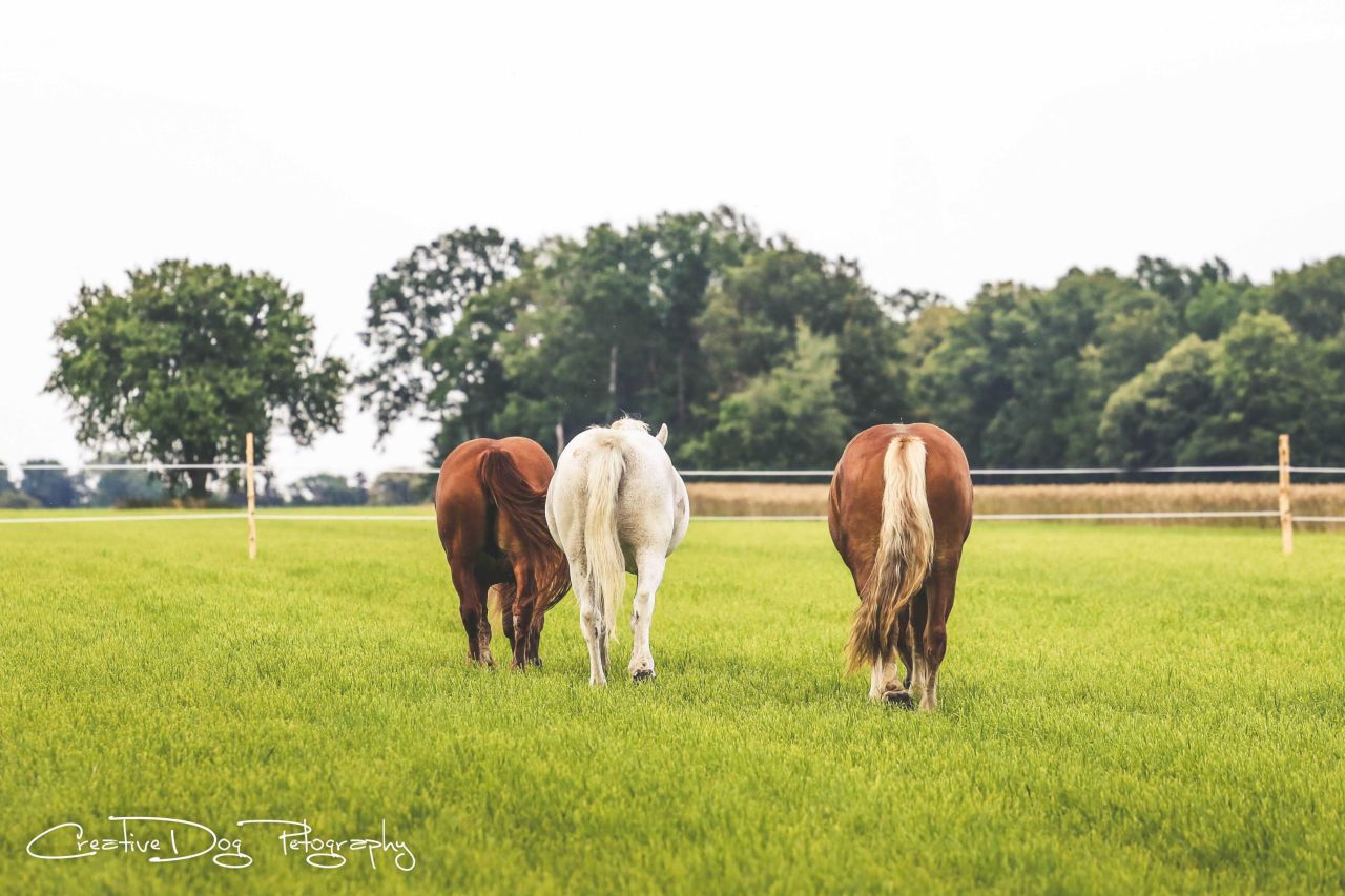 gospodarstwo Natolin. Zdjęcie 6
