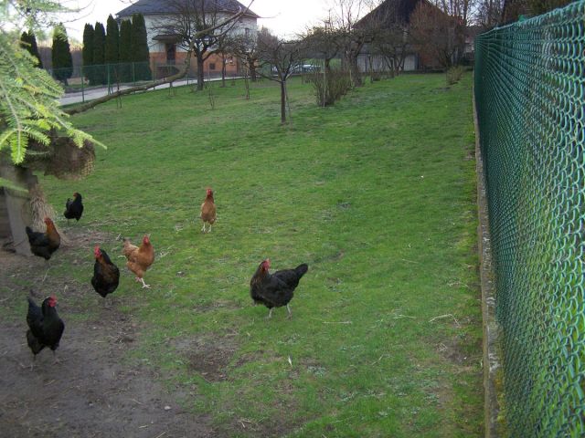 Działka rolno-budowlana Rybna. Zdjęcie 9