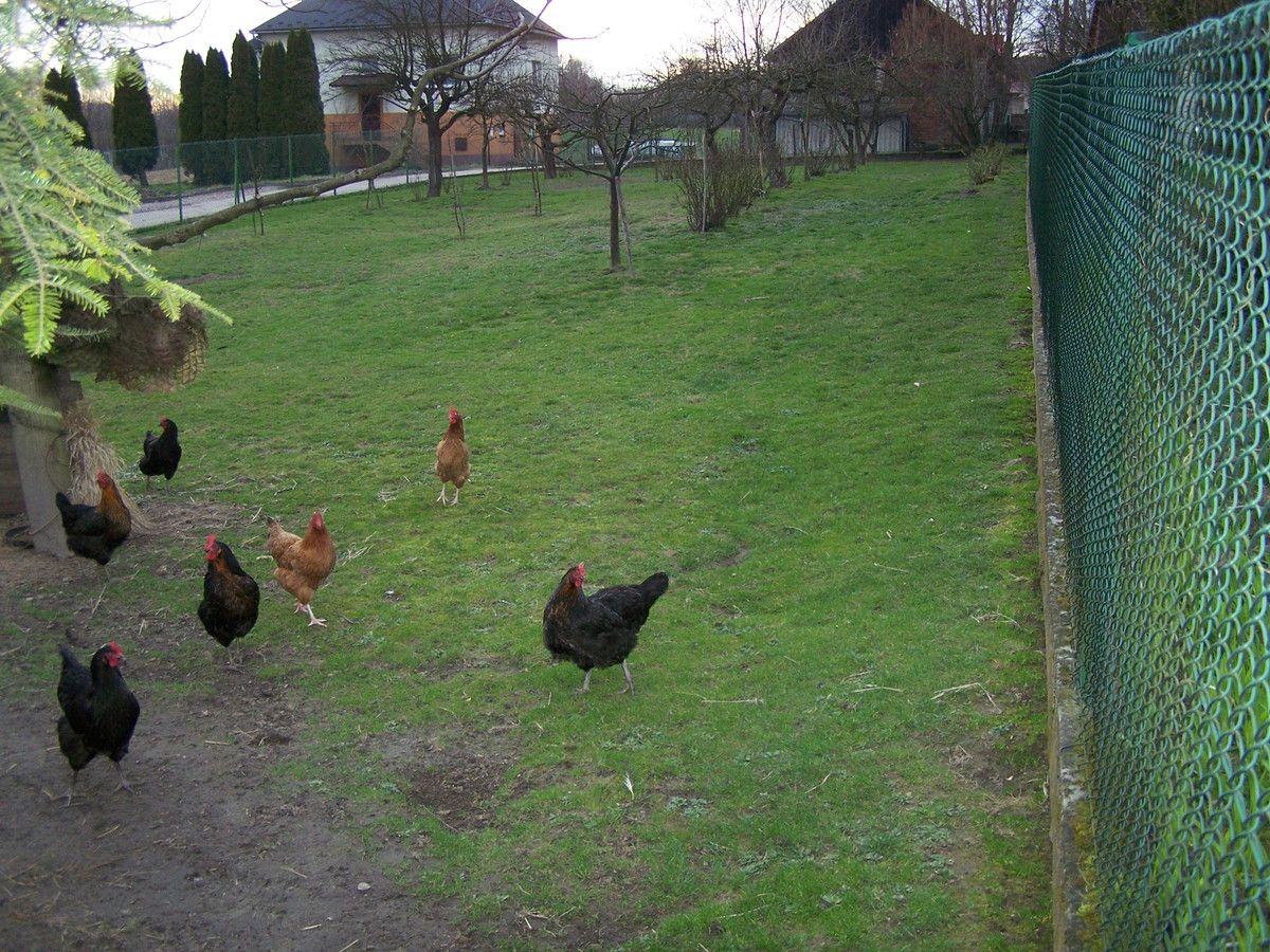 Działka rolno-budowlana Rybna. Zdjęcie 9