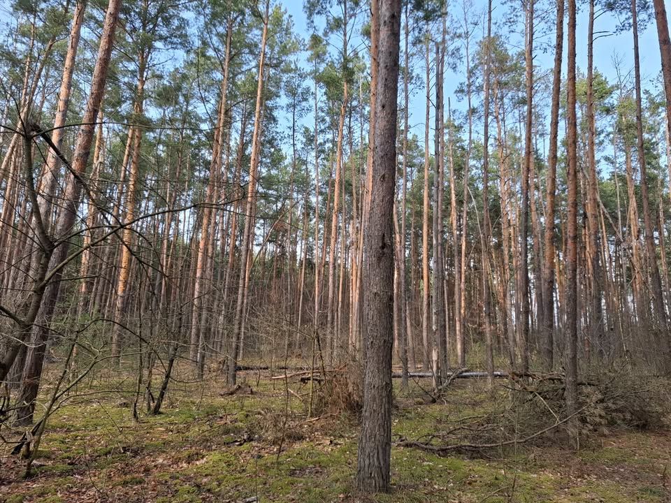 Działka leśna Kotły. Zdjęcie 5