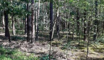 Działka leśna Korczyska