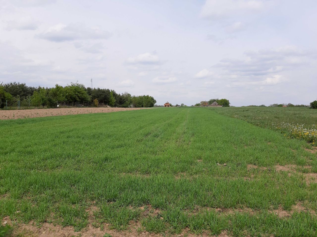 Działka rolno-budowlana Miłkowice. Zdjęcie 6