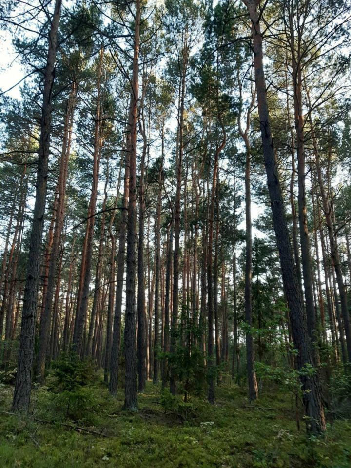 Działka leśna Reducz. Zdjęcie 4