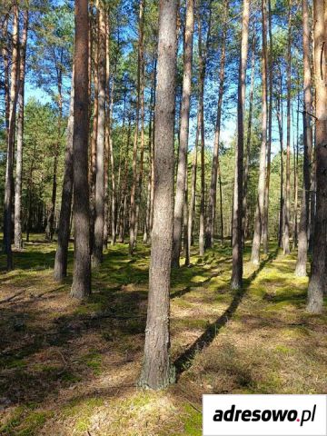 Działka leśna Wola Wąkopna. Zdjęcie 1