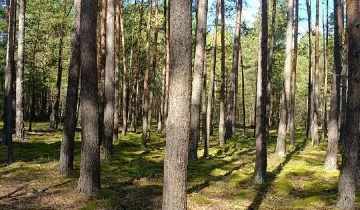 Działka leśna Wola Wąkopna