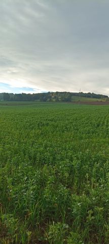 Działka rolna Ścinawka Dolna. Zdjęcie 1