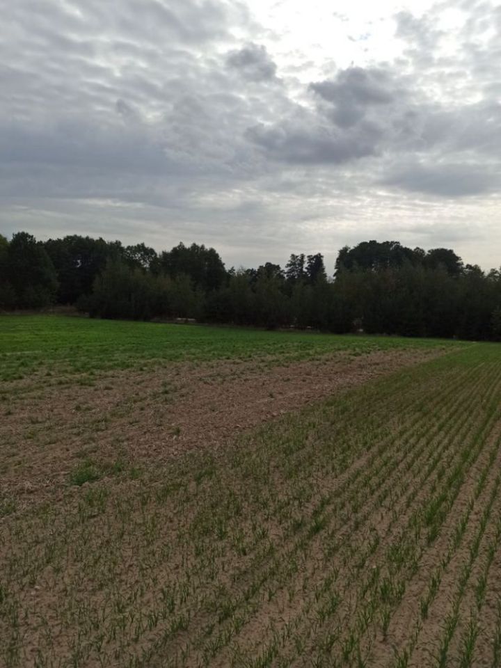 Działka budowlana Szwelice. Zdjęcie 8