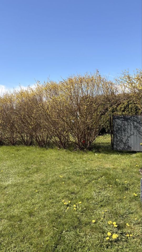 Działka rod Zabrze Rokitnica. Zdjęcie 7