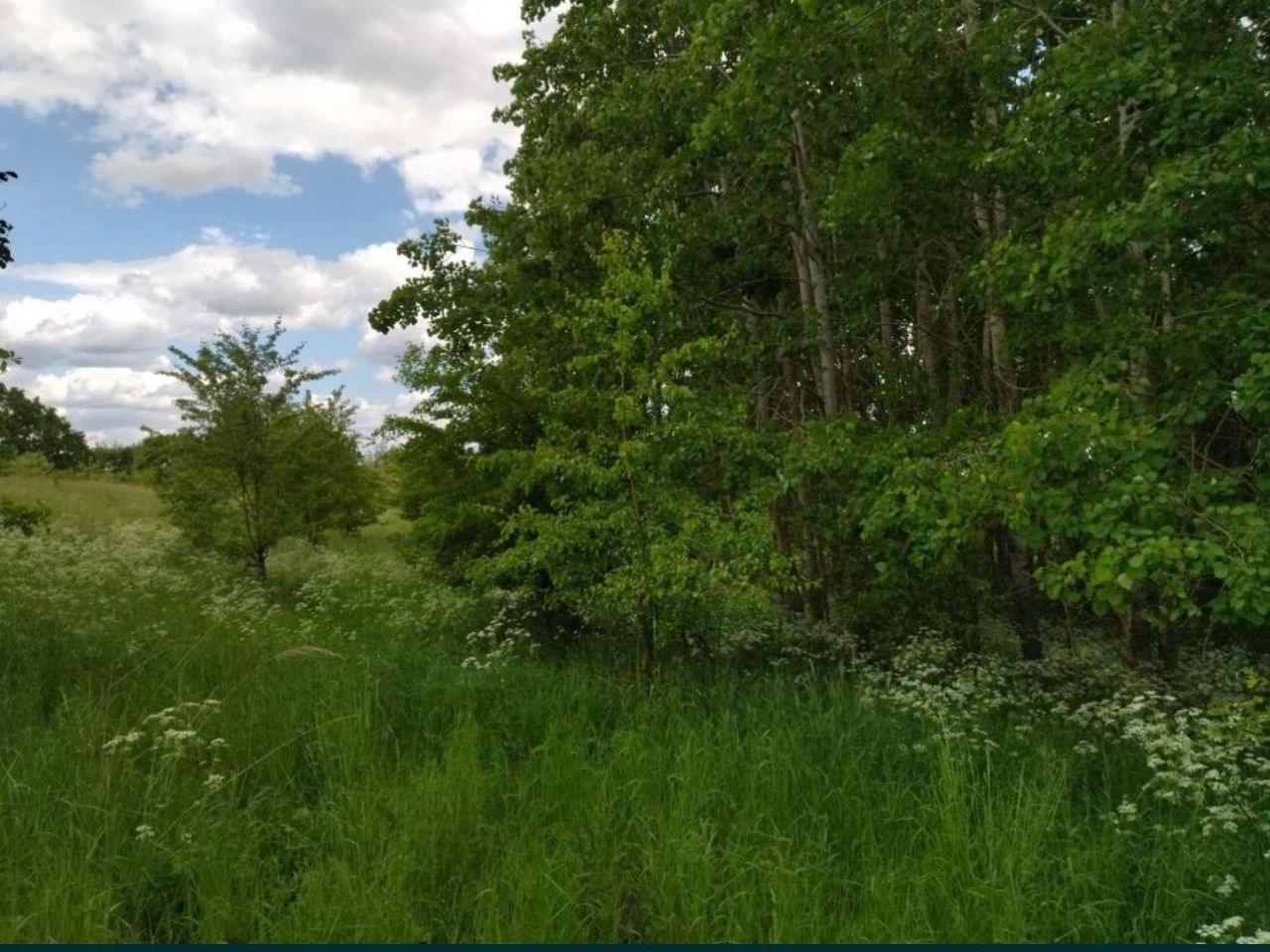 Działka rolna Pławno. Zdjęcie 7