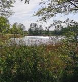 Działka rolna Nowe Czaple. Zdjęcie 2