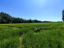 Działka rolna Osiek, ul. Podlesie. Zdjęcie 4