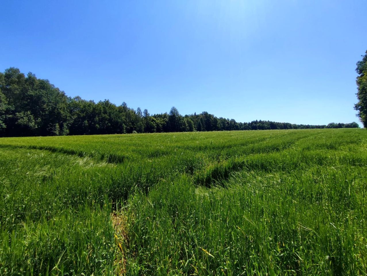 Działka rolna Osiek, ul. Podlesie. Zdjęcie 5