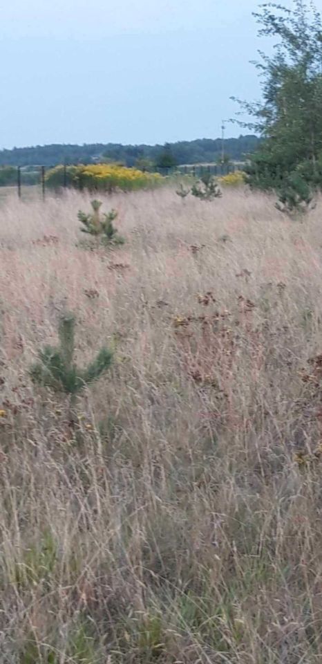 Działka rolno-budowlana Kozłówka. Zdjęcie 5