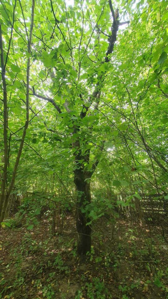 Działka rod Słupsk. Zdjęcie 4