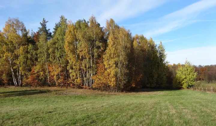 Działka rolno-budowlana Wola Pniewska