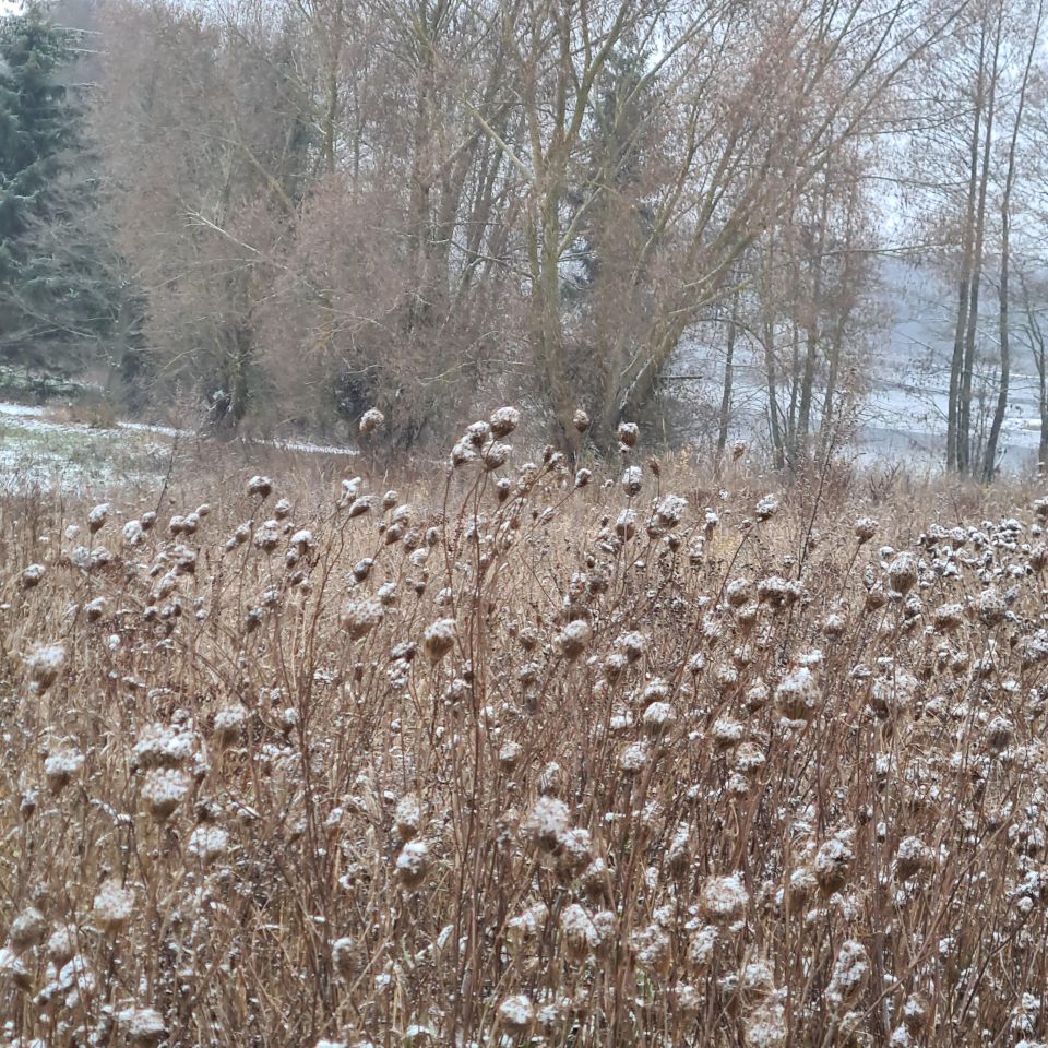Działka rolna Karwie. Zdjęcie 8