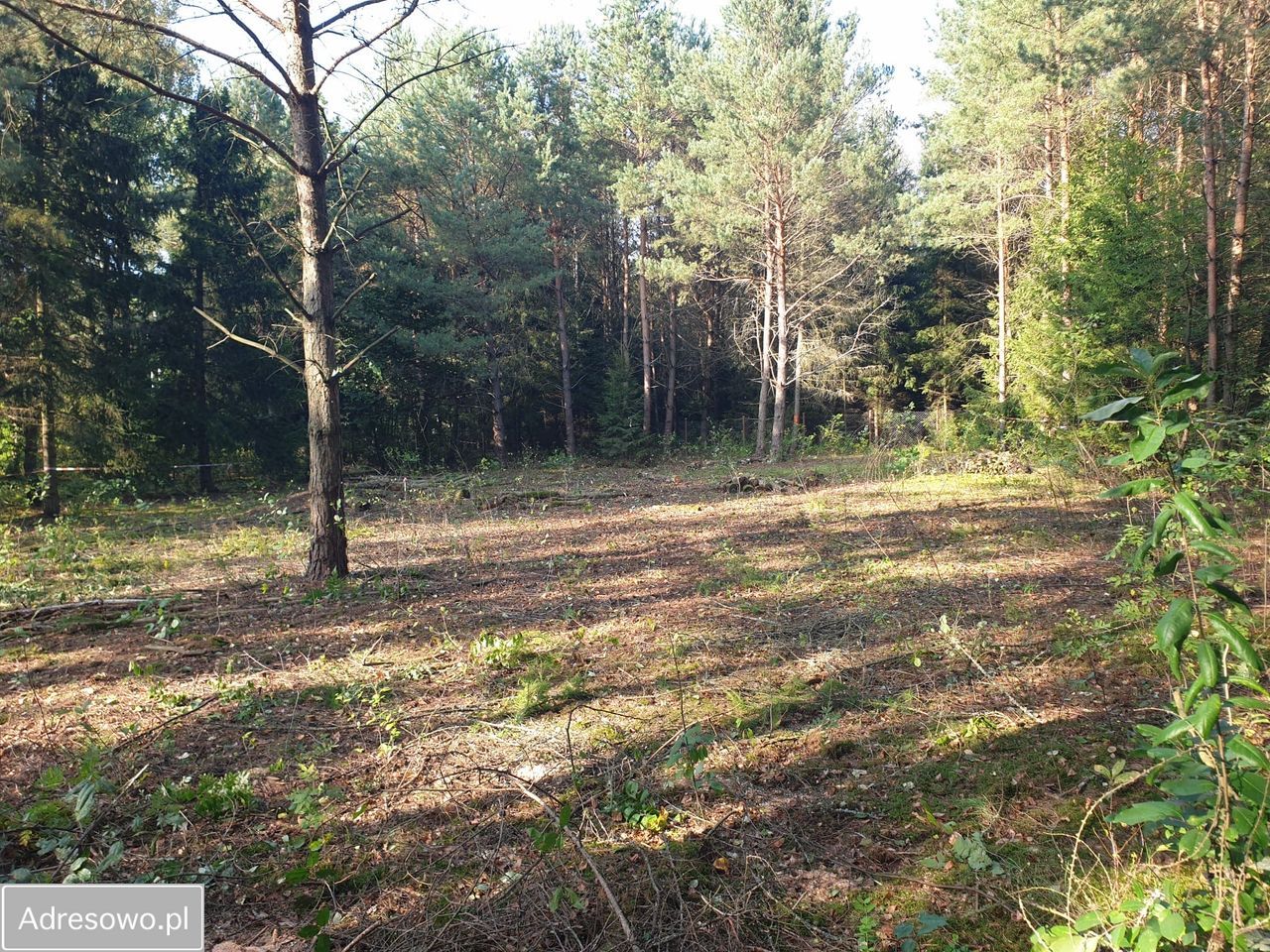 Działka rolna Wesołowo. Zdjęcie 3