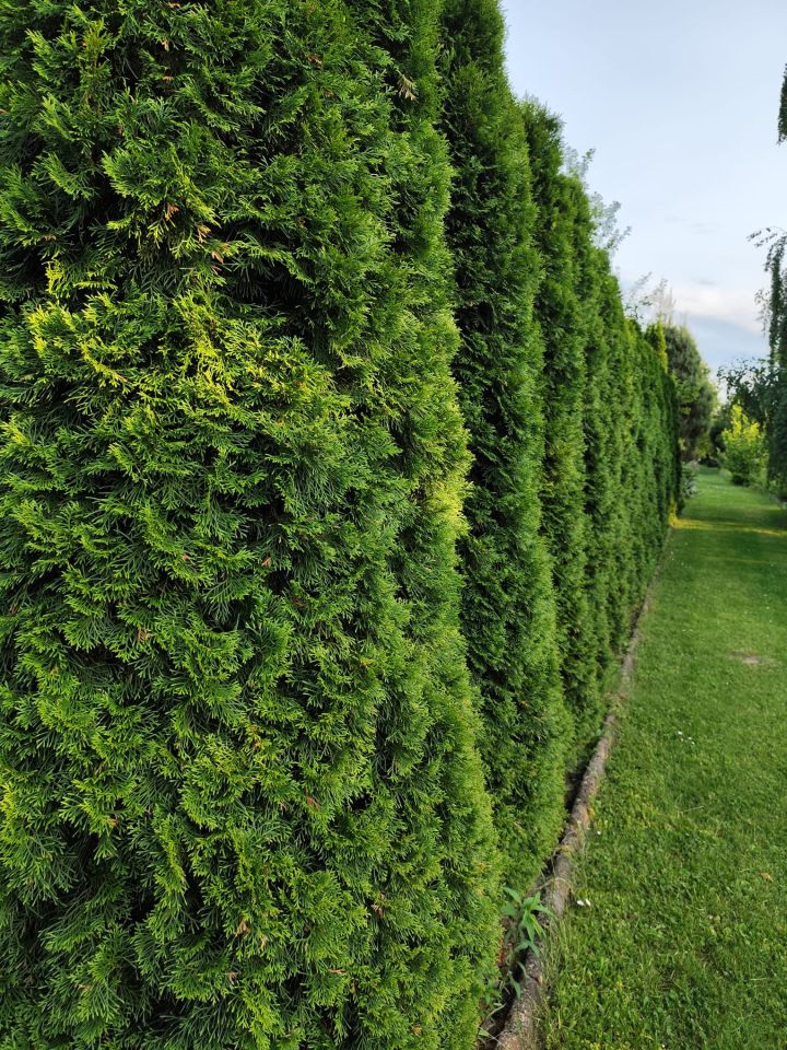 Działka rod Dąbrowica. Zdjęcie 2