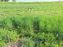 Działka budowlana Chruszczewo, ul. Kasztanowa. Zdjęcie 2