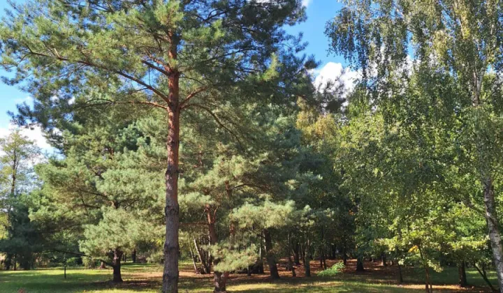 Działka rekreacyjna Wilczyn