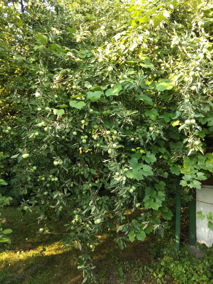 Działka rod Gliwice Śródmieście, ul. Feliksa Orlickiego. Zdjęcie 11