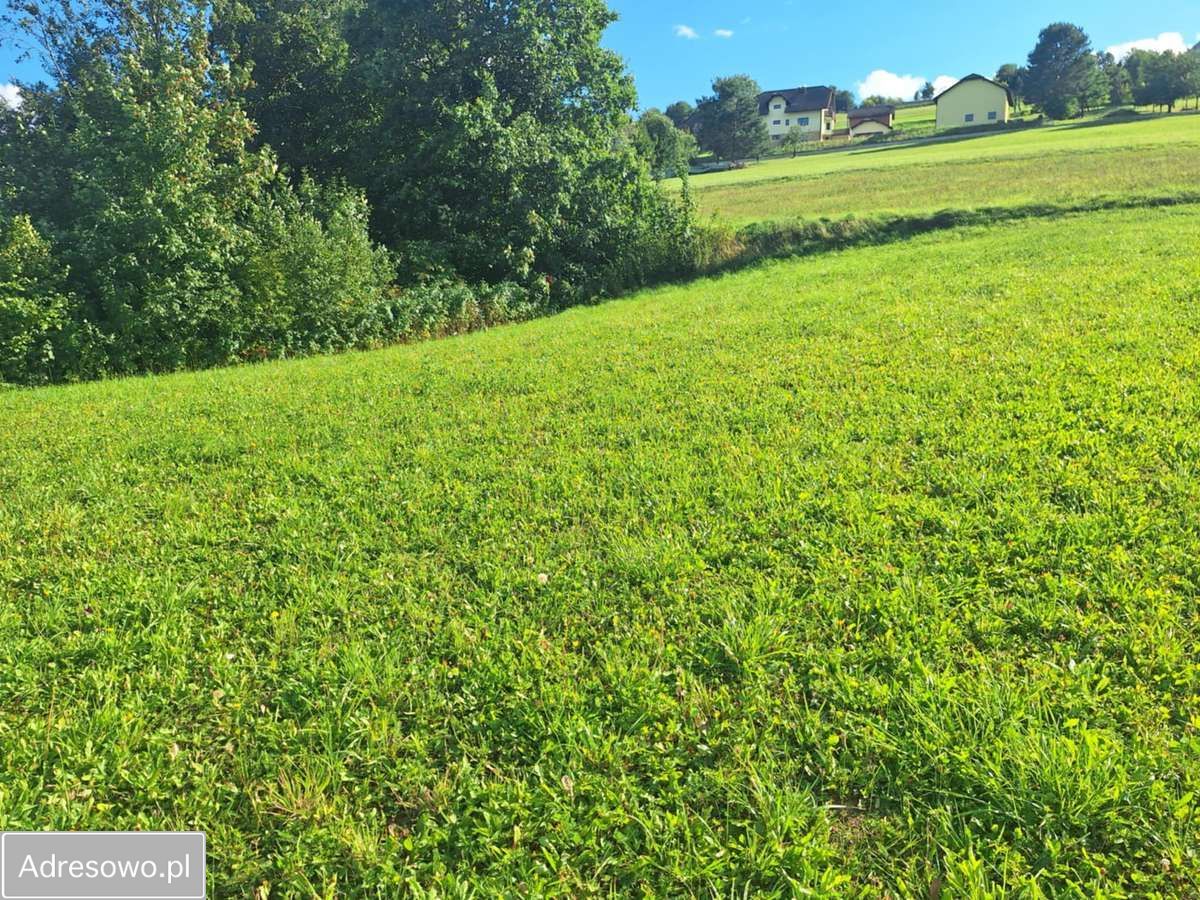 Działka budowlana Korzenna. Zdjęcie 7