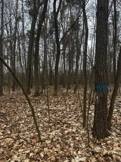 Działka leśna Budy. Zdjęcie 4