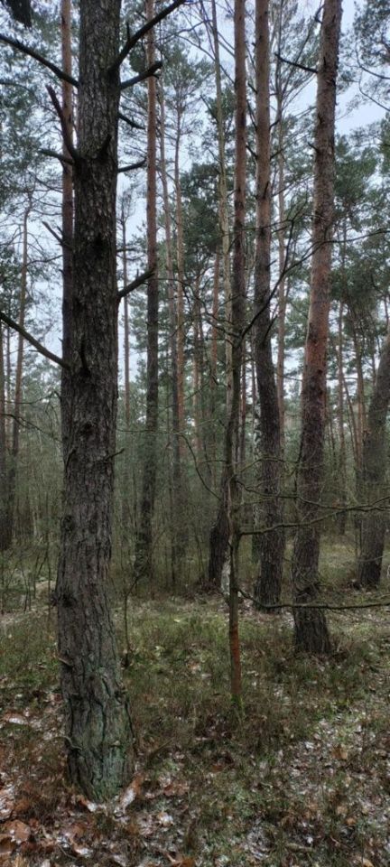 Działka leśna Milejów. Zdjęcie 6