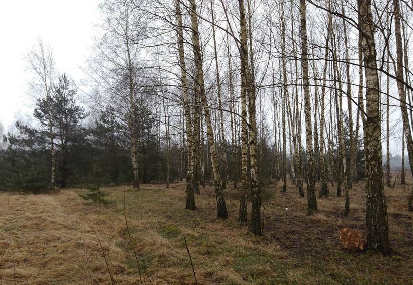 Działka siedliskowa Osuchów, ul. Okrężna. Zdjęcie 2