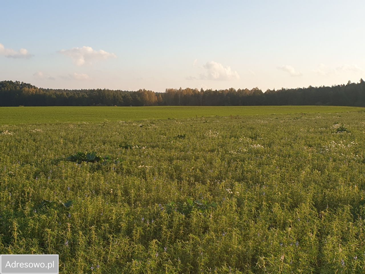 Działka budowlana Stronno, ul. Leśna. Zdjęcie 3