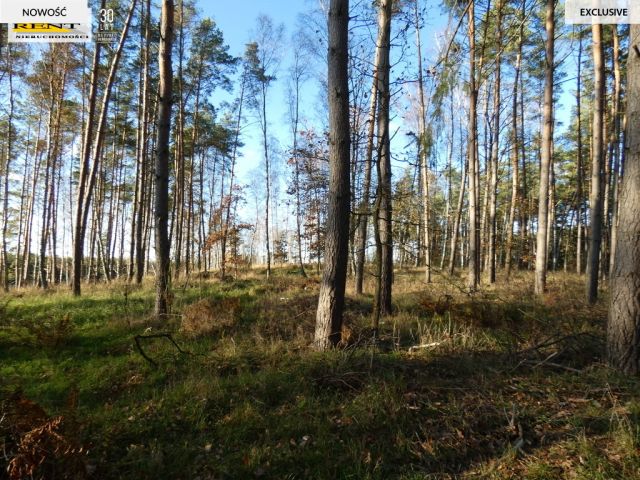 Działka rekreacyjna Krzywnica. Zdjęcie 4