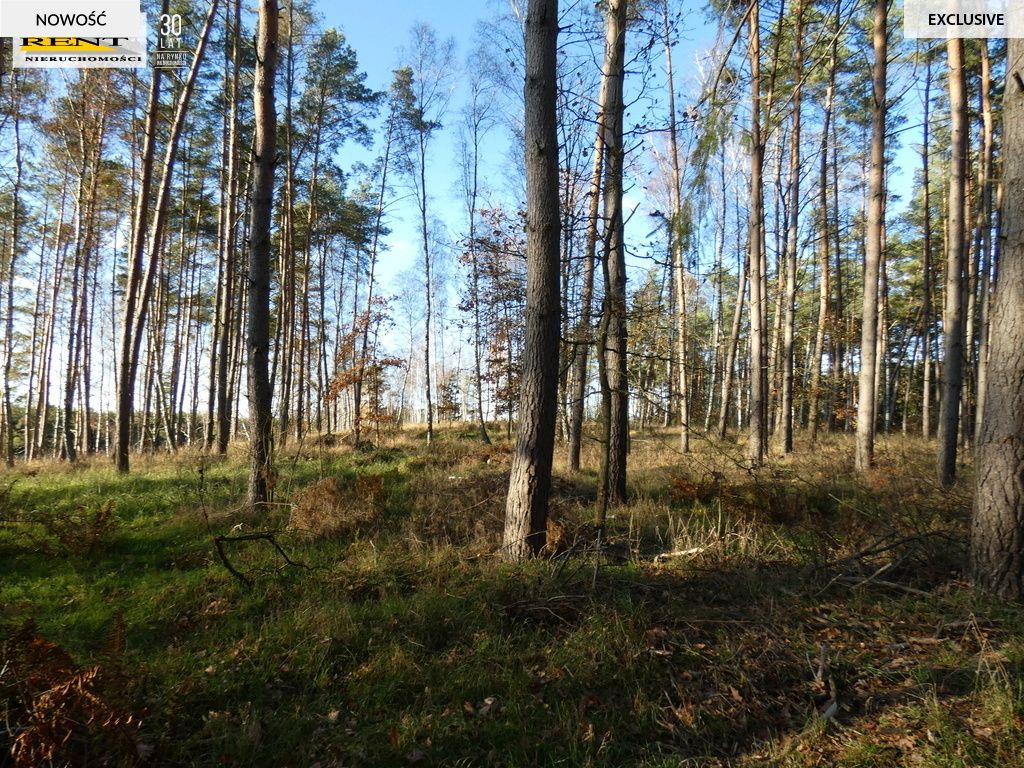 Działka rekreacyjna Krzywnica. Zdjęcie 4