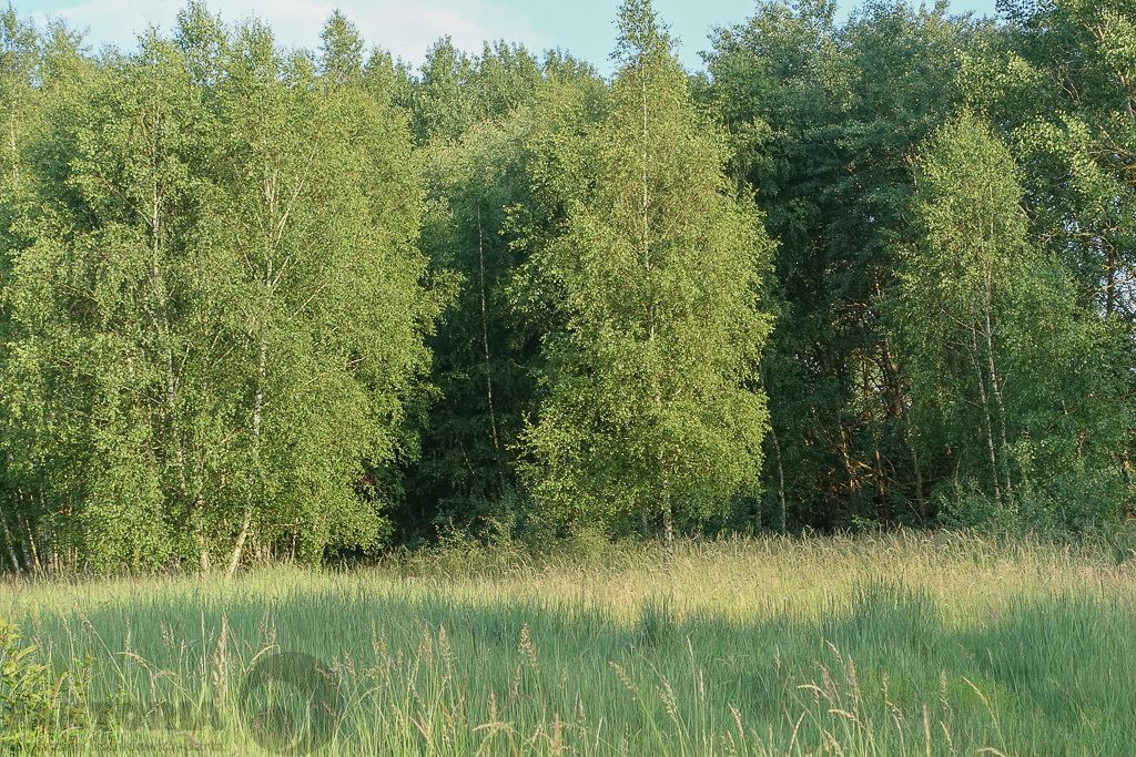 Działka budowlana Grzepnica. Zdjęcie 12