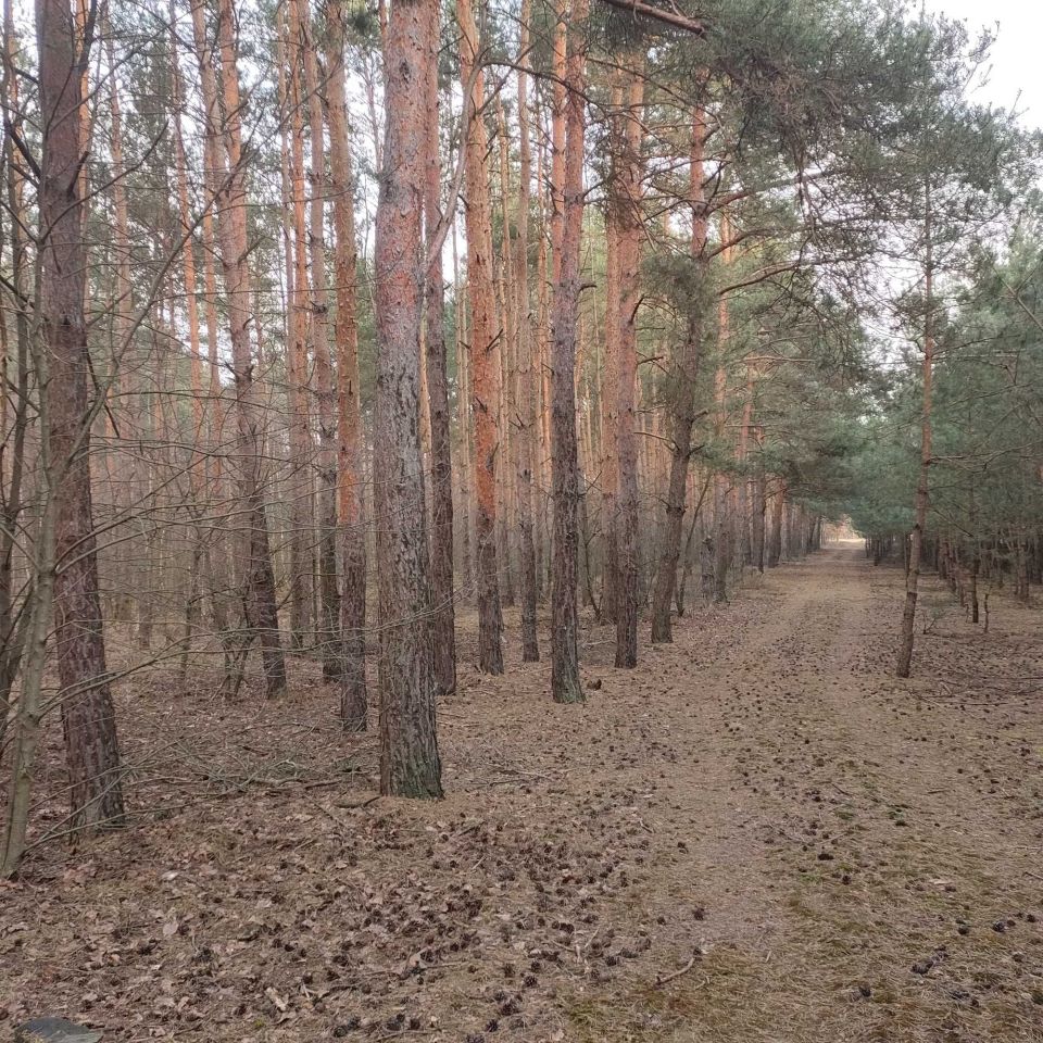 Działka rolna Górki Pierwsze. Zdjęcie 7