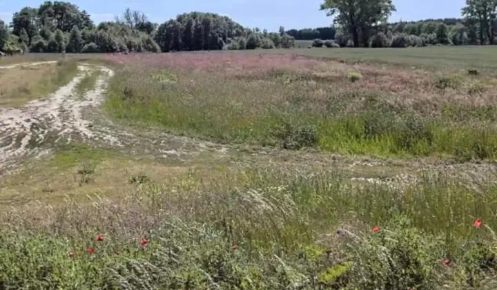 Działka leśna Mokrawica, ul. Leśna