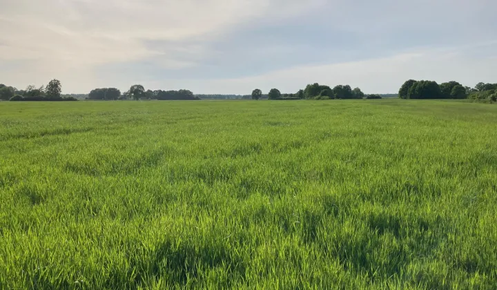 Działka rolna Brodno