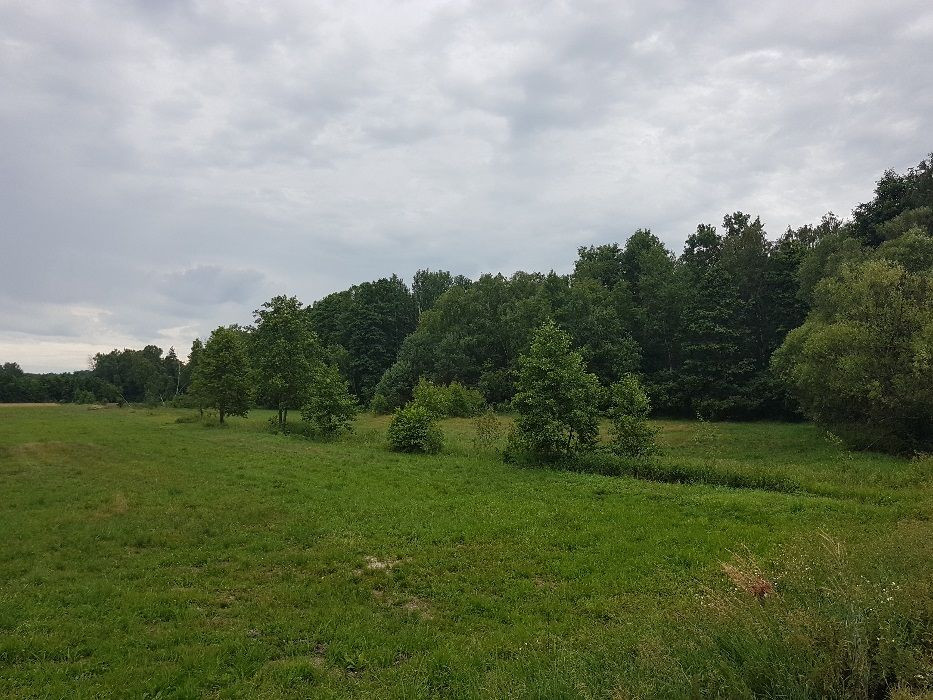 Działka budowlana Głuchów-Lasy. Zdjęcie 4