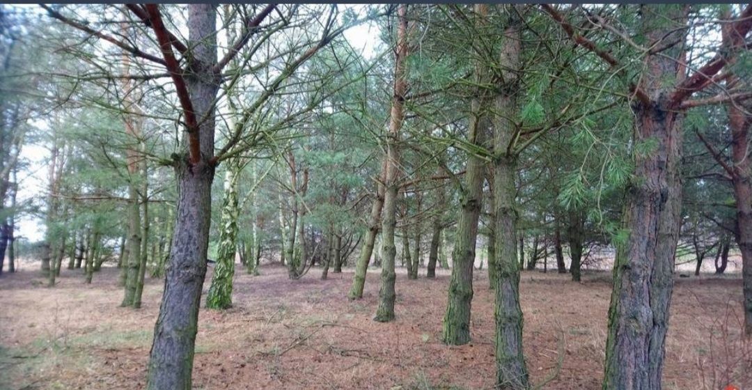 Działka Nowe Ręczaje. Zdjęcie 3