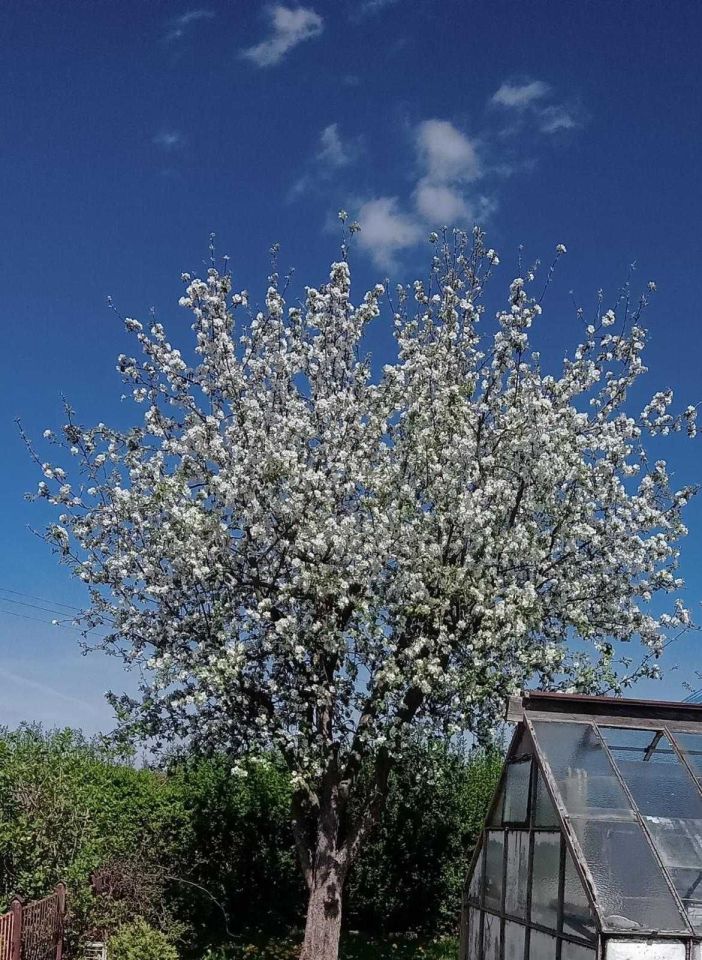 Działka rod Wałbrzych Podzamcze. Zdjęcie 7