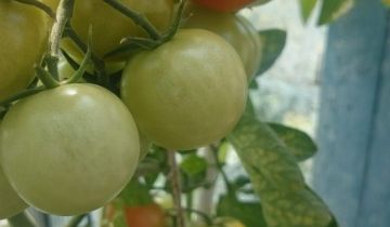 Działka rod Warszawa Paluch