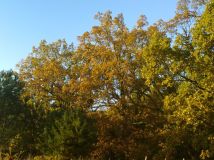 Działka rolna Borowy Młyn. Zdjęcie 1