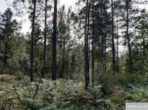 Działka leśna Andrzejówka. Zdjęcie 2