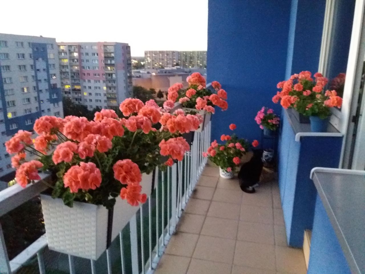 Mieszkanie 2-pokojowe Zabrze Centrum, ul. Marii Curie-Skłodowskiej. Zdjęcie 14