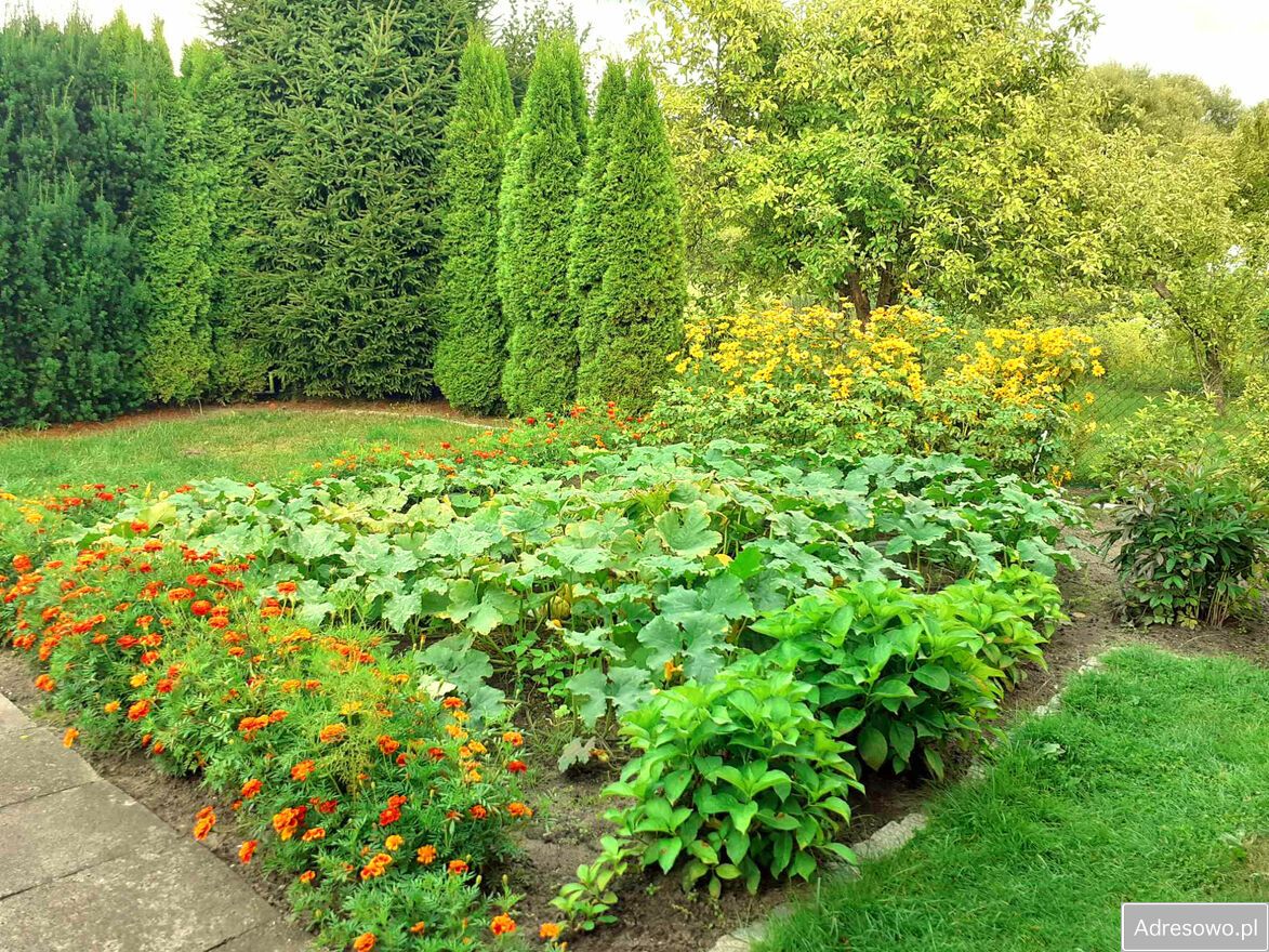 Działka rod Białystok, ul. Dojnowska. Zdjęcie 6