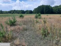 Działka rekreacyjna Rogóźno. Zdjęcie 2