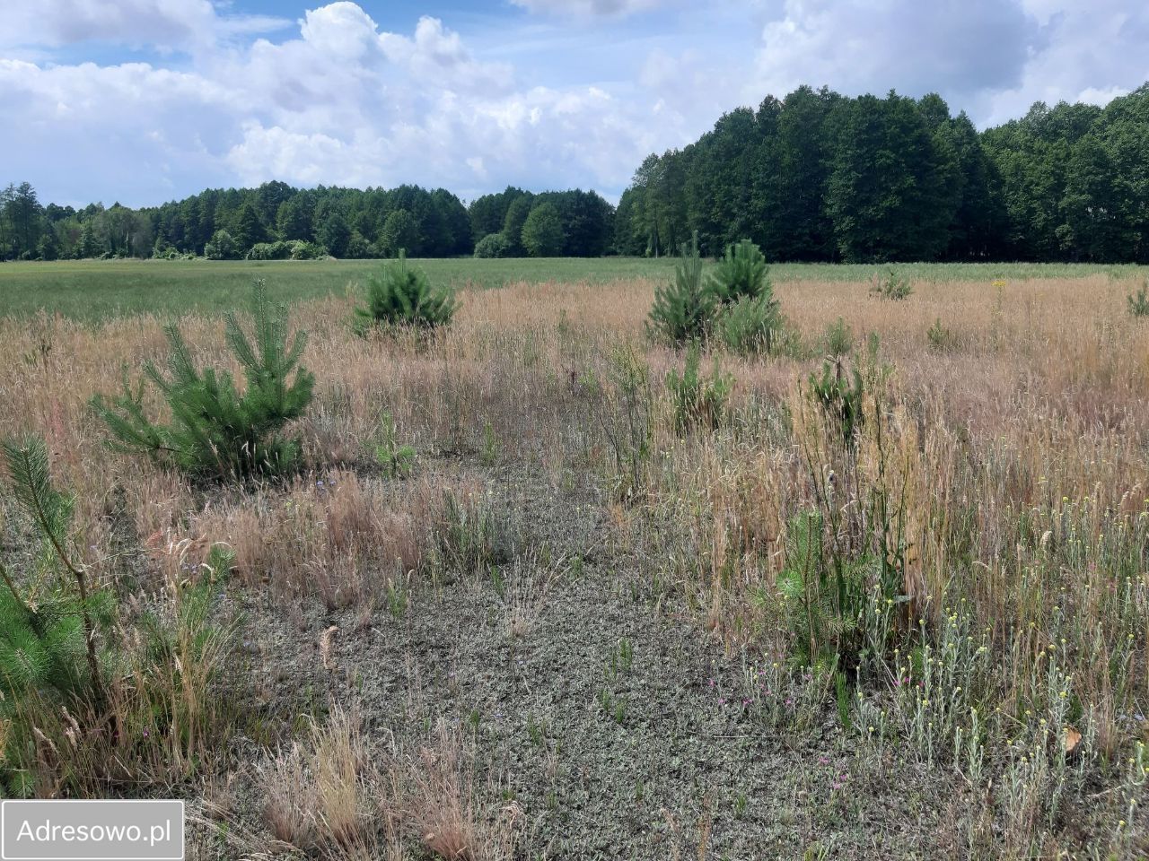 Działka rekreacyjna Rogóźno. Zdjęcie 3