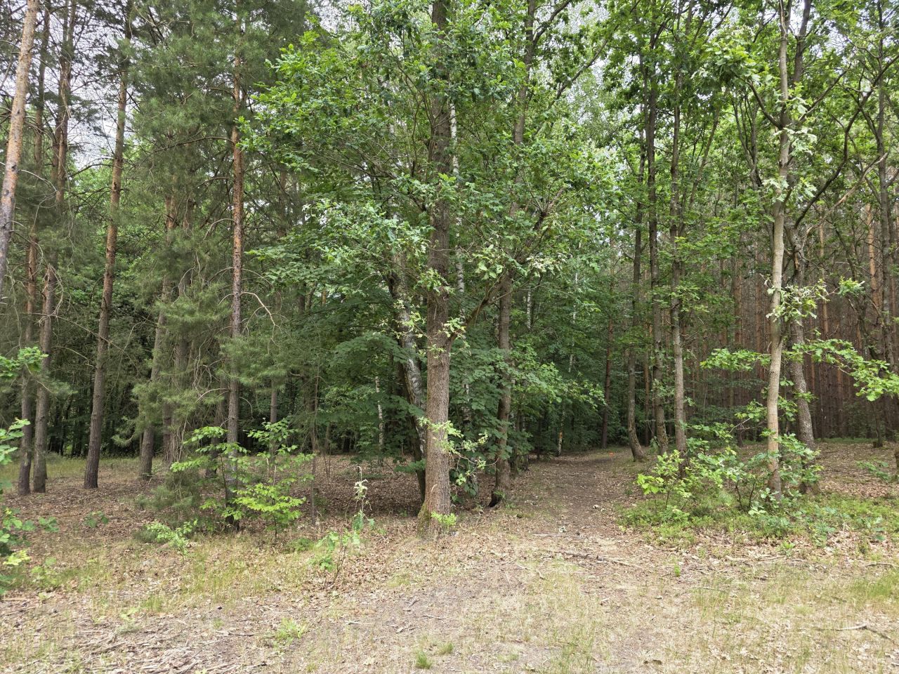 Działka inna Wilkanowo, drogi lesne. Zdjęcie 5