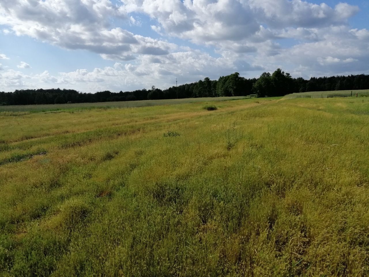 Działka budowlana Przespolew Pański. Zdjęcie 2