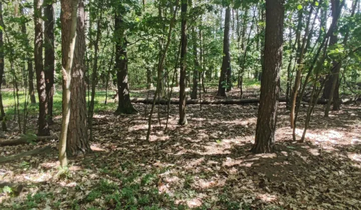 Działka budowlana Bądzyń, ul. Zbigniewa